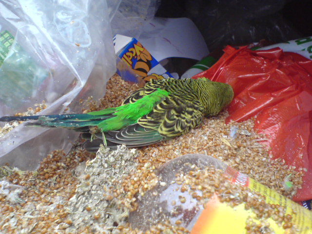 Death parrot 2