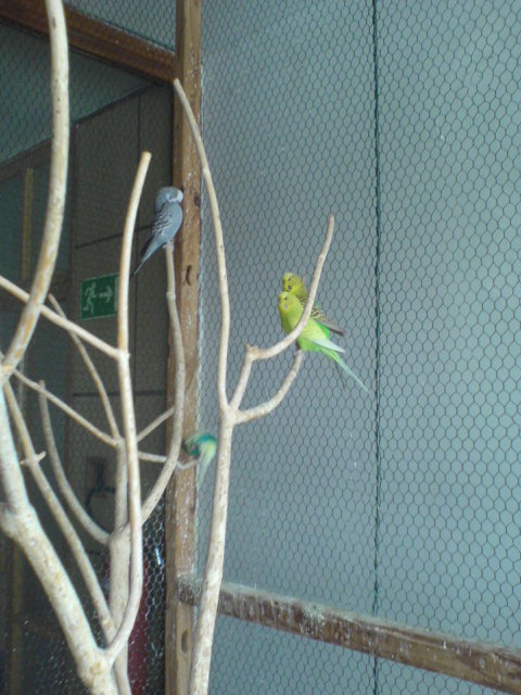 Live parrots 1