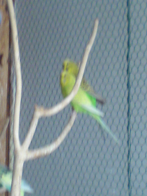 Live parrots 2