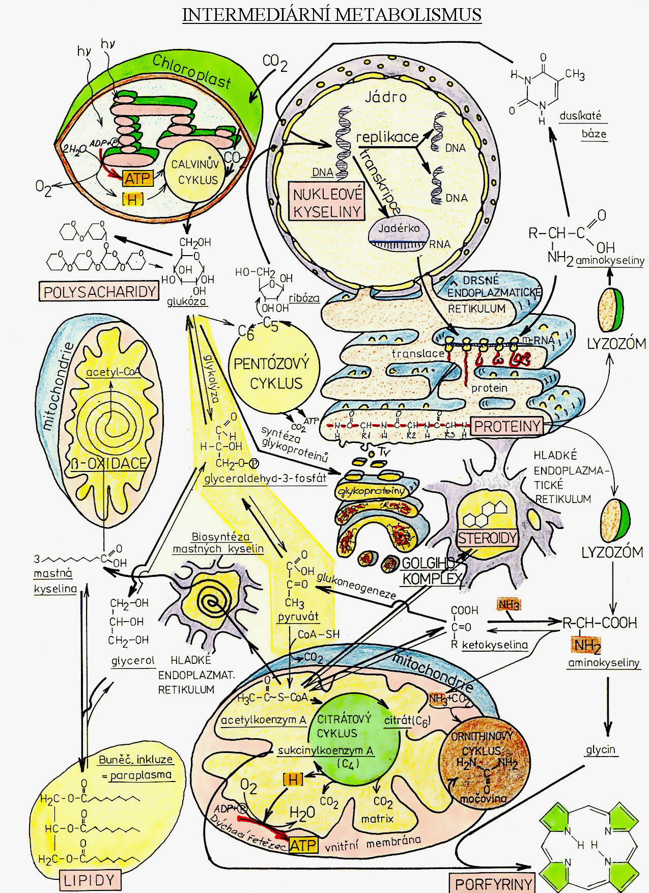 Intermediární metabolismus