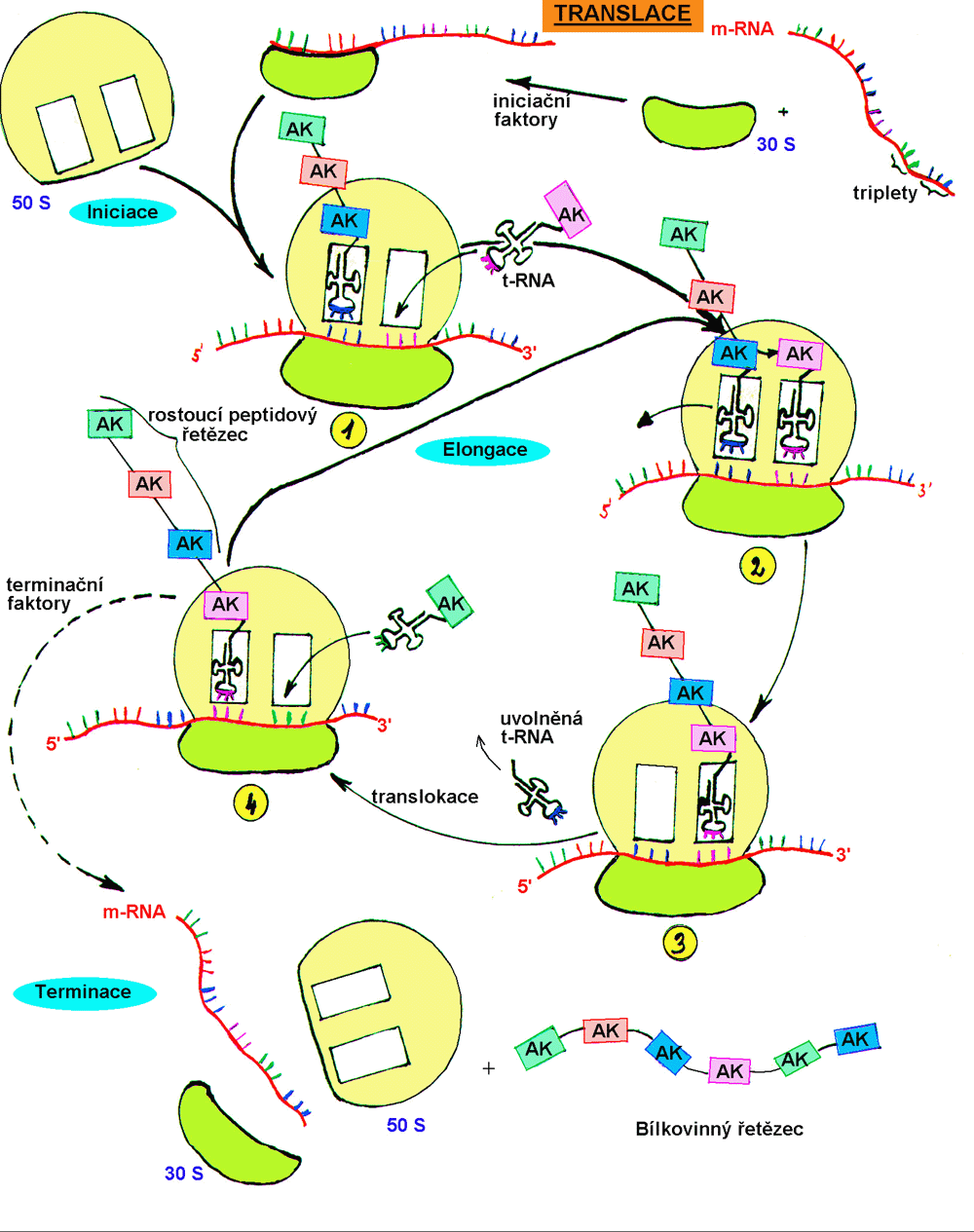 translace