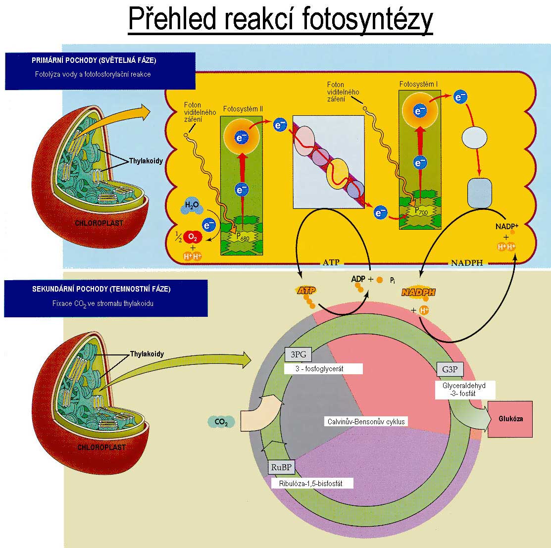 přehled reakcí fotosyntézy